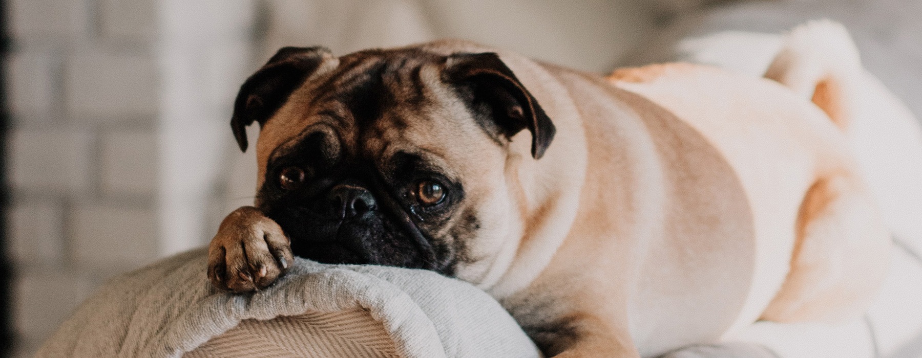 dog laying on a couch